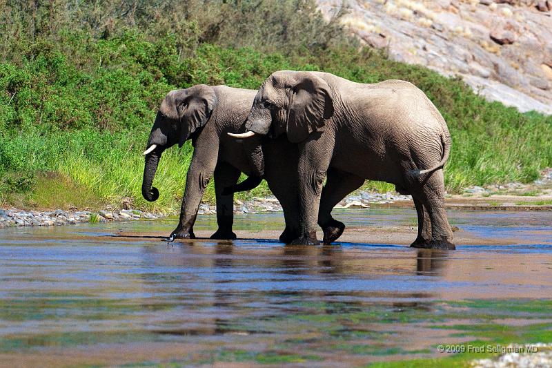 20090604_122307 D300 X1.jpg - Elephants